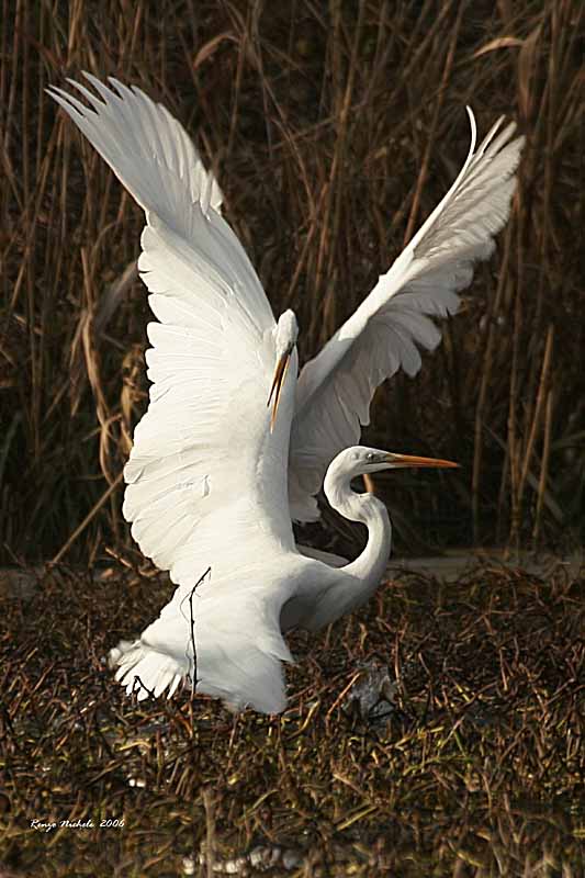 Airone bianco maggiore - Casmerodius albus